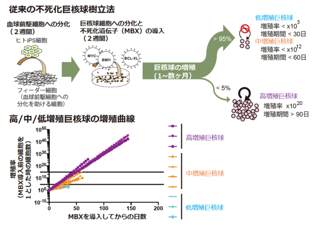 図１：従来の不死化巨核球樹立法と得られた巨核球の増殖曲線