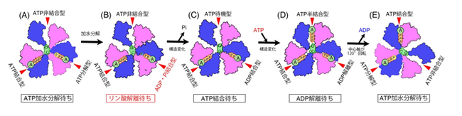 図3　V1-ATPaseの分子メカニズムモデル。全て上から見たV1-ATPaseのスナップショット構造