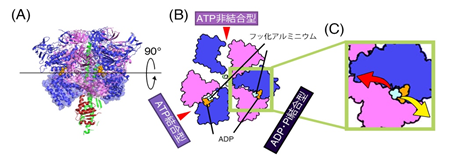 図2　本研究で得られたV1-ATPase（A3B3DF複合体）の結晶構造。MDシミュレーションから得られたリン酸の排出される2方向を赤（注８）と黄色（注９）の矢印で表す