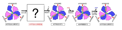 図1(B)　これまでに明らかになっているV1-ATPaseの分子メカニズム。「ATP加水分解待ち」構造と「ATP結合待ち」構造の間のスナップショット構造が明らかになっていない