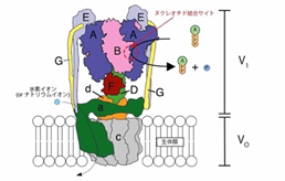 図１(A)　V型ATPaseの構造モデル