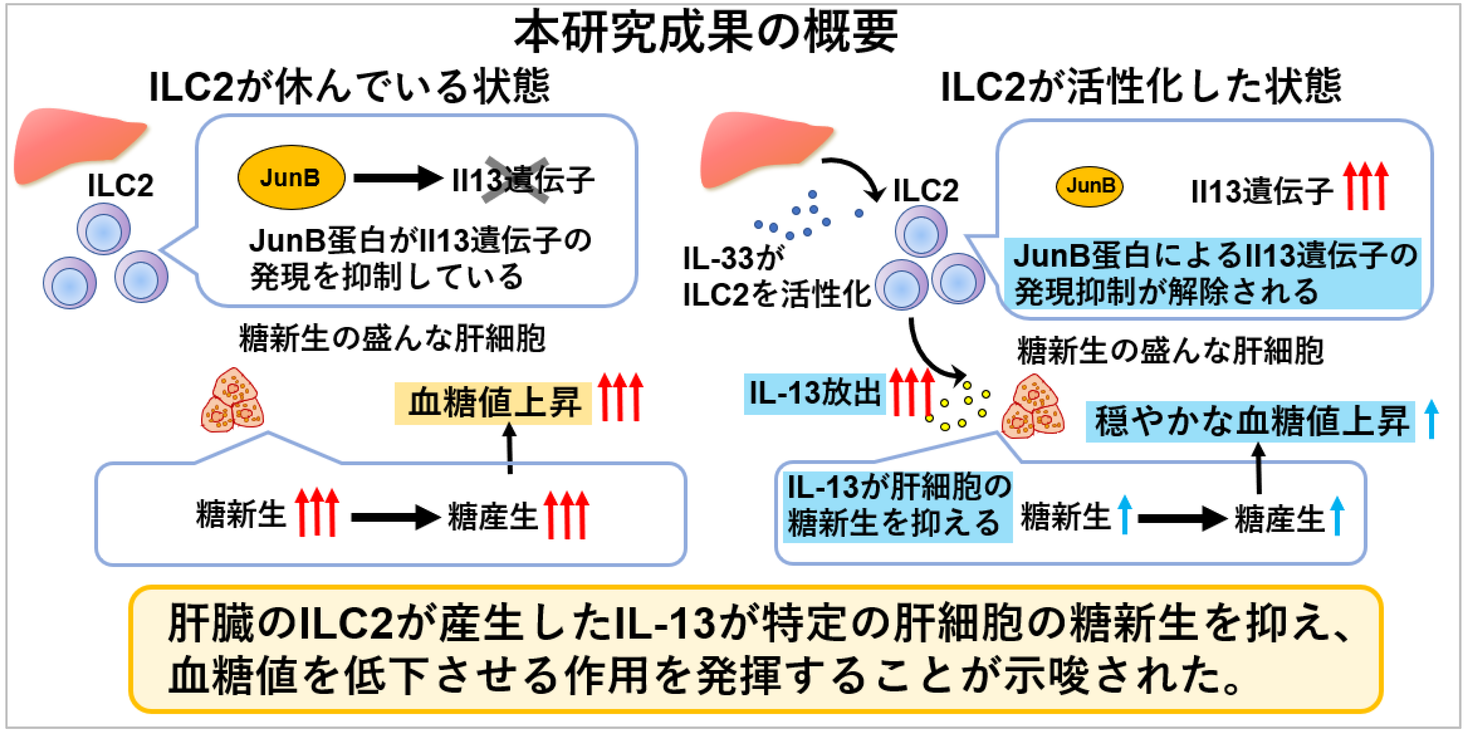 CBDは代謝にどのような影響を与えますか?