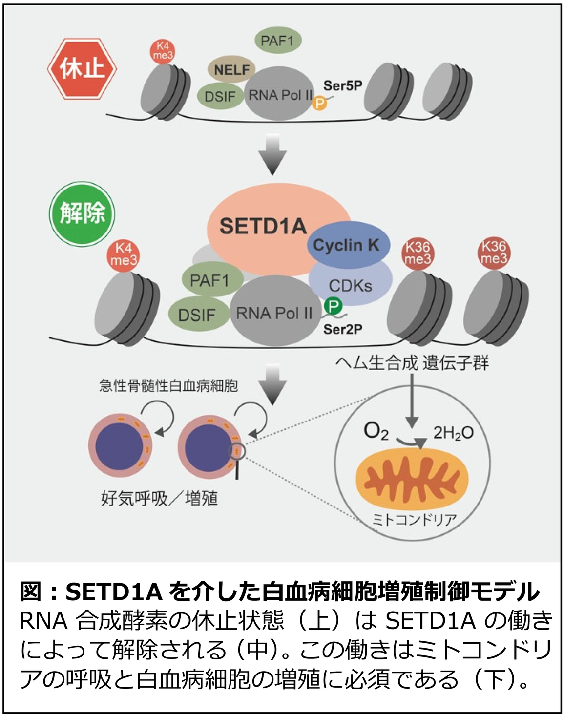 白血病を含むがんの新規創薬へ前進｜国立大学法人千葉大学のプレスリリース
