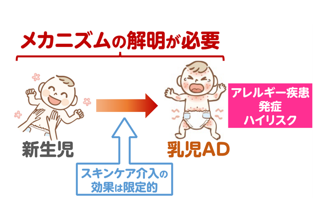 図１. 乳児期ADの発症メカニズム