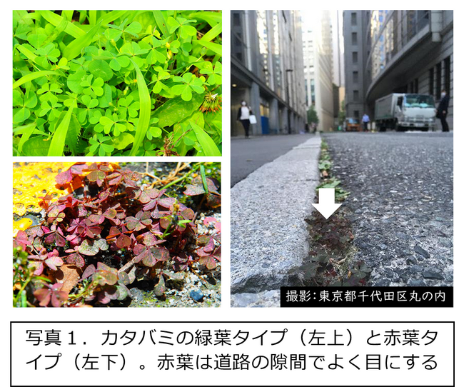 都市の熱さで植物は赤く進化する ―ヒートアイランドへの急速な適応進化