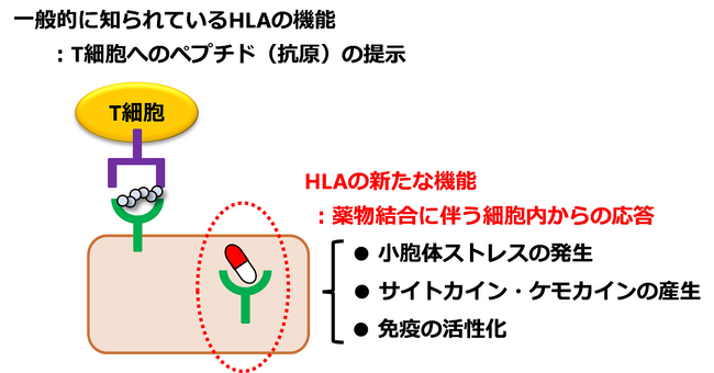 図４：新たに発見したHLAがもつ細胞内での免疫的機能