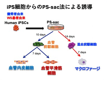 図2　ヒトiPS細胞からの免疫細胞・血管構成細胞誘導