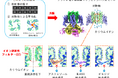 不整脈誘発薬剤との結合状態を解明 -副作用原因タンパク質hERGチャネルの構造が安全な薬設計を導く-