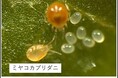 卵は見えぬけれども匂うんだよ―卵の匂いを手がかりにしたダニの托卵―