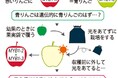 赤い王林も!? ”青”りんごが赤くなる不思議―眠りから覚めた遺伝子が果皮の色を変えるメカニズム―