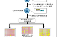 化学物質のゲノム毒性を簡便・定量的に測る新規試験法を開発~化学物質リスク評価の新たなアプローチ~