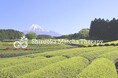 飲むウェルビーイング「Shizuoka Matcha Therapy」、IVS2025 スタートアップマーケット出展企業に選出