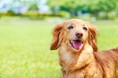 【定額制トリミング】ドッグサロン「らしくら」が2ヶ月で40件契約!愛犬を医・食・住で支えるサブスク