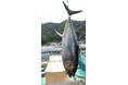 京都府内で唯一のクロマグロ養殖!短期養殖で天然と養殖の良いところ取り、赤身が上質で濃厚!生・本まぐろ年間1万本販売実績の大起水産プライベートブランド京都府伊根産「京まぐろ」10月1日販売開始!