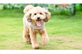 遮熱・放熱・UVカットウエアで愛犬を猛暑から守る、接触冷感付き高機能ペット用クールウエアを7月より発売開始