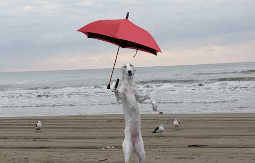 16年4月1日湘南で今話題の傘さし犬に聞く ２０１６年注目の傘とは 株式会社ユートレーディングコーポレーションのプレスリリース