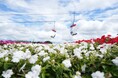 シルバーウィークは愛知県最高峰の花畑へ「茶臼山高原　サンパチェンスまつり」を開催
