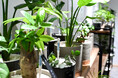 富士市に“そのまま飾れる”観葉植物を展開する無人観葉植物ショップ(ONE PLANTS)が11/16(土)にNEWオープン!
