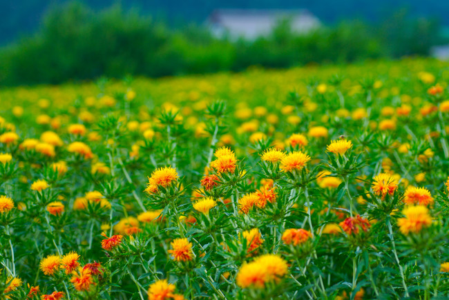 山形県で育てられる最上紅花のみを使用