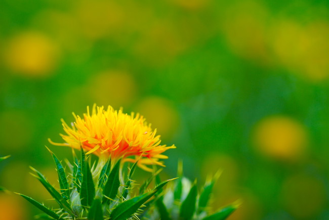 最上紅花（山形県）