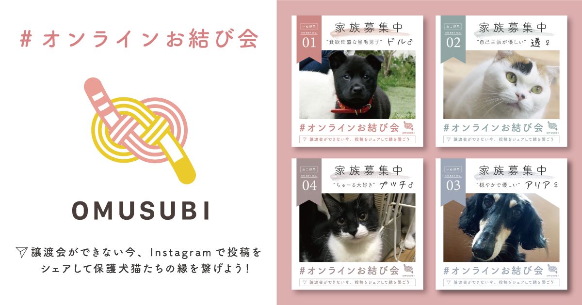 コロナで譲渡会が開催できない保護犬猫の架け橋に ソーシャルで結び 応援する オンラインお結び会 プロジェクト実施 Petokoto 旧 シロップ のプレスリリース