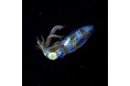 OIST発スタートアップ「Kwahuu Ocean」、イカ陸上養殖の商業化を目指しプレシード資金調達を完了