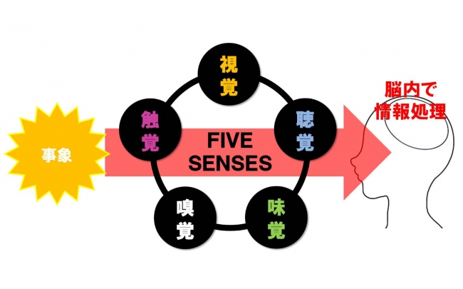 【図1】五感を介した認知機能のメカニズム