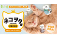 あ!めいじんぐ倶楽部 第23期 猫との暮らしのQOLを劇的に向上!『ネコヲタ(愛猫推進)部』参加者募集【明治産業】