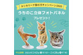 愛猫の立体フォトパネルを全員プレゼント 猫の爪とぎ専門店「カリカリーナ」が2月22日猫の日にちなんだキャンペーンを開催