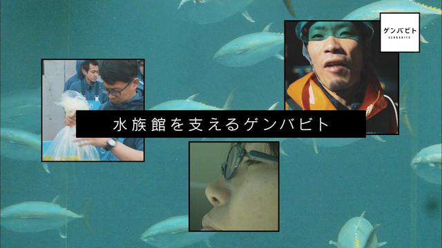 4月22日 日 よる11 55 放送 ゲンバビト 四回目のテーマは 水族館 葛西臨海水族園で働くゲンバビトに密着 株式会社cbcテレビのプレスリリース