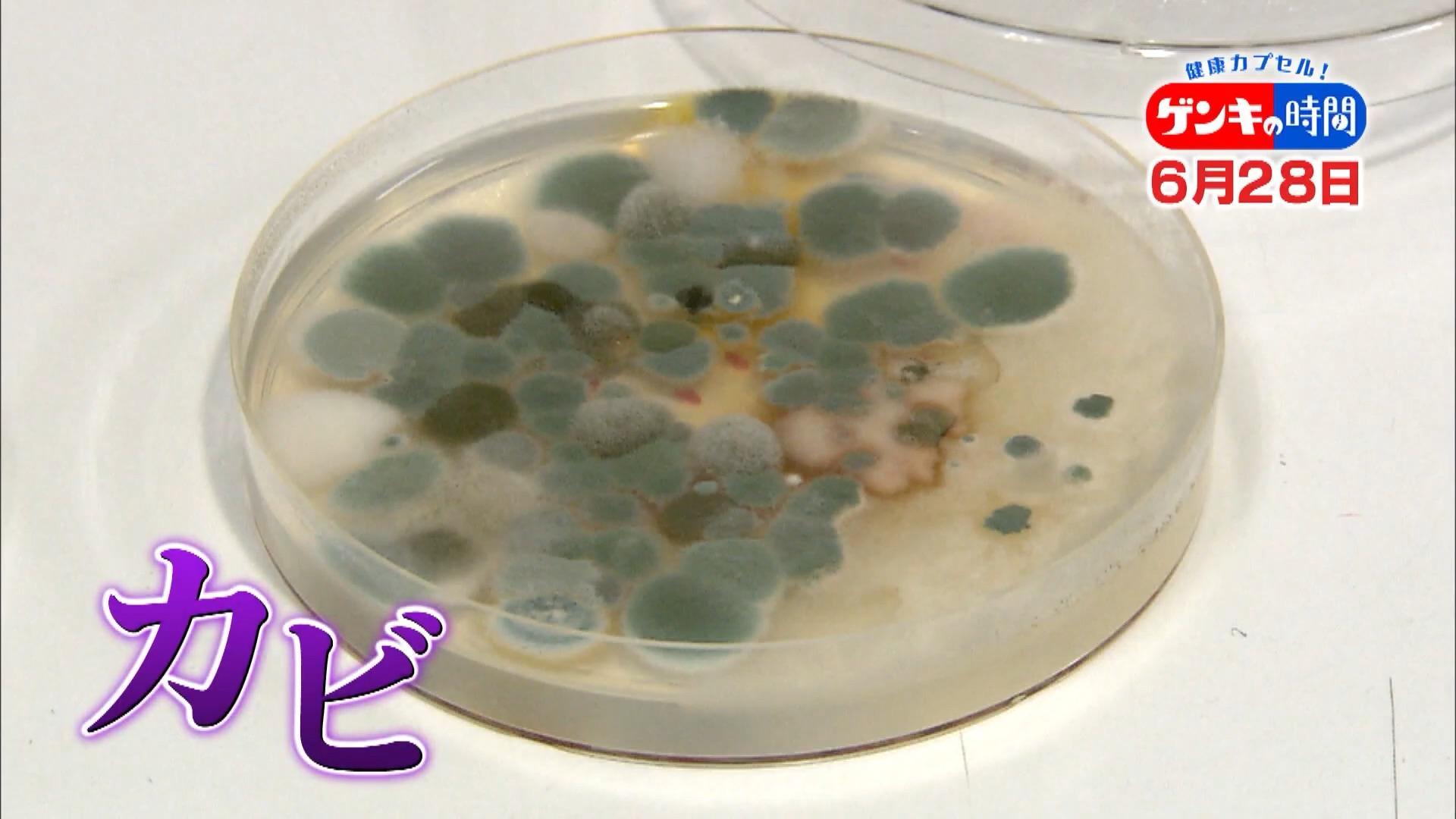 重大な感染症を招く恐れ カビ が潜む意外な場所や手軽にできる除菌法 予防掃除術をご紹介 健康 カプセル ゲンキの時間 株式会社cbcテレビのプレスリリース