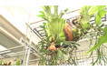 貴重な「一本もの」を探せ！珍しい観葉植物を仕入れるため各地を飛び回る、都内最大級の園芸店の“植物ハンター”に密着…12/12（日）BACKSTAGE（バックステージ）