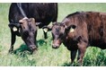 完全放牧和牛"廻"「いい肉の日」記念セールのお知らせ