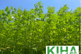 『ヘンプ(産業用大麻)』がサステナブルの鍵!九州ヘンプ協会は環境省グッドライフアワードを受賞しました。