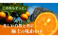 食べて繋げる。屋久島「たんかん」樹齢100年を目指した三升農園の挑戦!