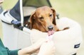 犬用和菓子ブランド【1ANKOわんこのあんこ】はインテックス大阪で開催される「第3回インターペット大阪」に出展いたします!