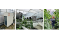 ビニールハウス栽培で日本キヤリアの電気式ヒートポンプ空調（EHP）が活躍