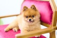 【新規オープン】「PET MODE」「うちの子がまるでキラキラアイドル!?🐶✨」プロ写真家が叶える、ワンちゃんのための特別なフォトスタジオが横浜、石川町(元町)に誕生!最高に可愛い瞬間を残そう!📸