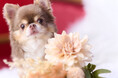 Instagramで3.2万人以上のフォロワーを持つ🐾 超絶美少女犬🐾 のえるちゃんがPET MODEに来てくれました!【撮影レポート】