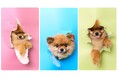 「どの色が似合う?🐶」“背景で変わるうちの子の表情”を🎨アートに残す新撮影プラン『こんにちワンショット』が横浜・PET MODEで誕生!