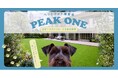 プロ広告カメラマンによる《ペット撮影体験イベント「PEAK ONE」》都心・千駄ヶ谷で7/19開催