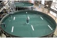 国内初！トラウトサーモン養殖の国産陸上養殖設備 ＝『 ニチモウ式モジュールＲＡＳ』を整備　コンサルティング事業を開始しました