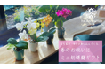 花言葉は「幸せが舞い込んでくる」春のお祝いに最適なミニ胡蝶蘭ギフトが登場!