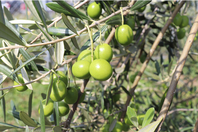 牛窓オリーブ園マンザニロ種
