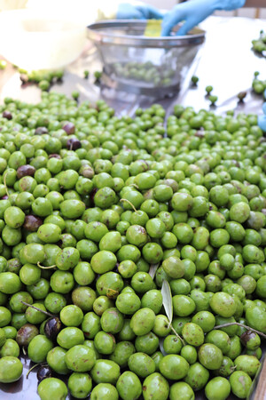 牛窓オリーブ園収穫イメージ画像