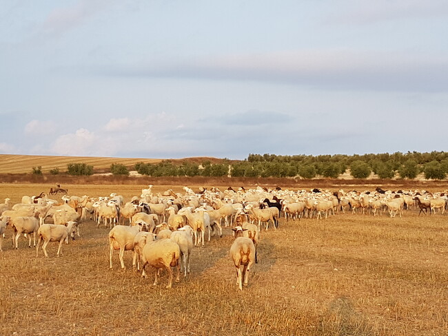 デオルテガス農園では羊の堆肥を使用