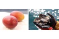 【旬のおすすめグルメ】初夏の「海の幸＆山の幸」はやっぱりこれ！定番フルーツや意外な食材も？