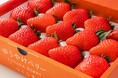 福島の新しいいちご「ゆうやけベリー」1月10日(土)から日本橋ふくしま館MIDETTEでフェア開催！
