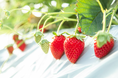 🍓ゴールデンウィークはいちご狩り🍓SNSに写真投稿でプレゼントがもらえる！県内の観光いちご園でフェアを開催します