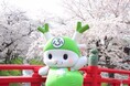 【埼玉県深谷市】満開の桜をもう一度！～渋沢栄一のふるさと深谷～「深谷の桜、復活プロジェクト」始動。